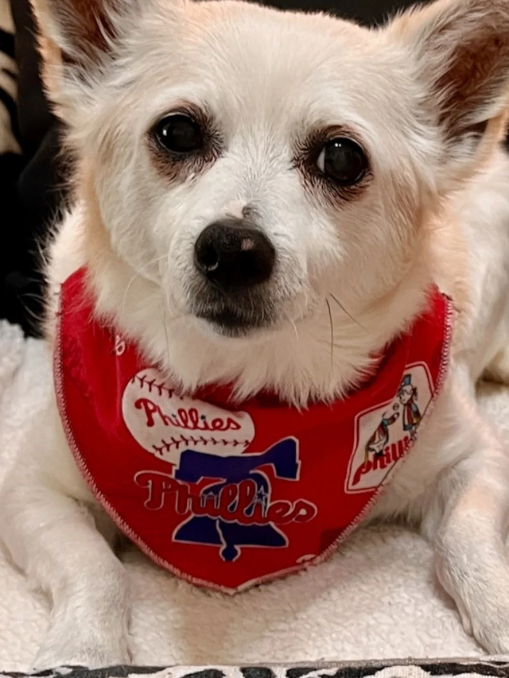Phillies Reversible Pet Collar Scarf Bandana Slide On Retro Logo Dog Small S